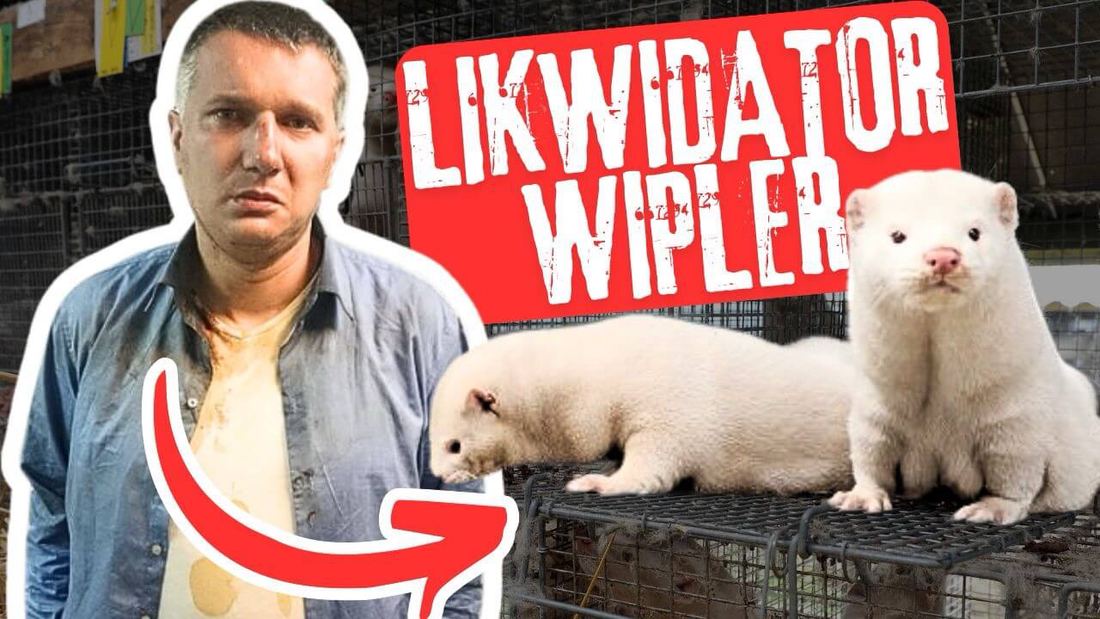 Przemysław Wipler, Sławomir Mentzen i Nowa Nadzieja chcą LIKWIDACJI branży futrzarskiej